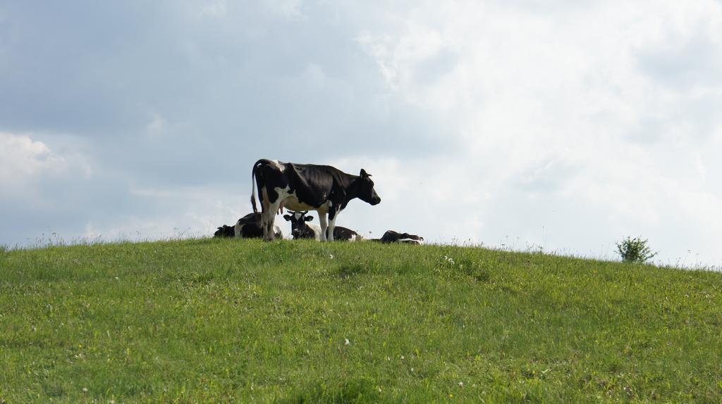 Affittacamere Jora Siedlisko Jora Wielka Esterno foto
